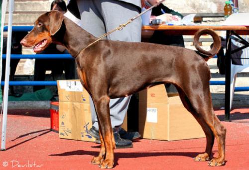 Dargaard Istorija | Brown Doberman Pinscher