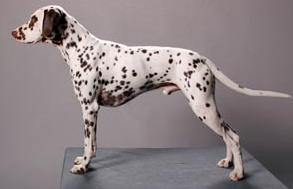 Aberdeen's Bob Hartley | Dalmatian 