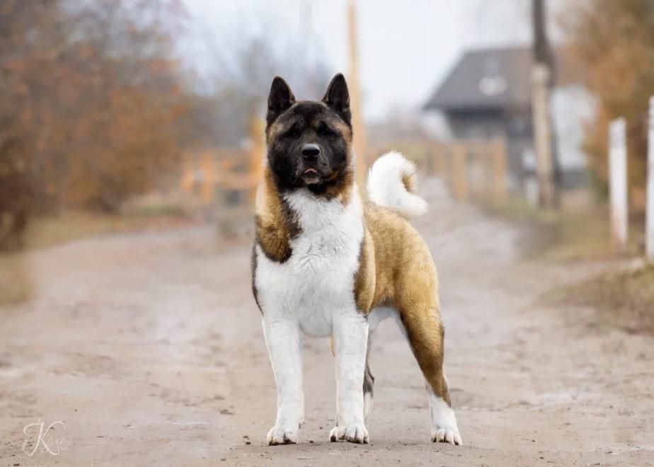 Impera Nova Cheesecake With Lemon | Akita 