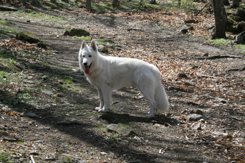 Athan de real corte de las arcanas | White Swiss Shepherd Dog 