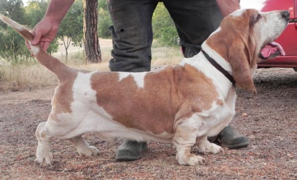 New Kid on Toon dos Sete Moinhos | Basset Hound 