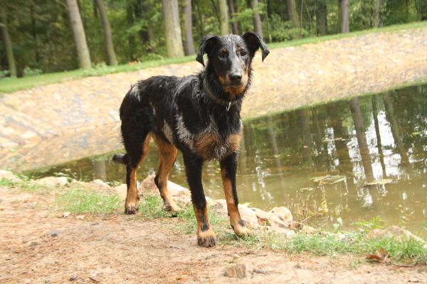 Chucky z Lhotecké linie | Beauceron 