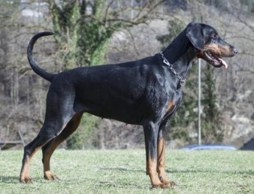 Quality v.d. Treuen Seele | Black Doberman Pinscher