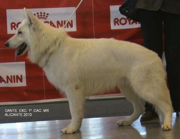 Dante Du Manoir De La Roche Blanche | White Swiss Shepherd Dog 