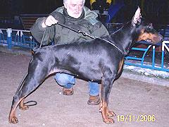 Infanta iz Zoosfery | Black Doberman Pinscher