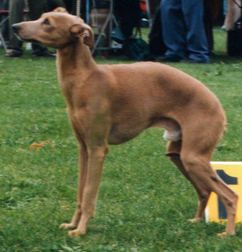 Testarossa of Devils Pigeons | Italian Greyhound 