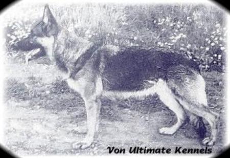 Jana vom Glockeneck | German Shepherd Dog 