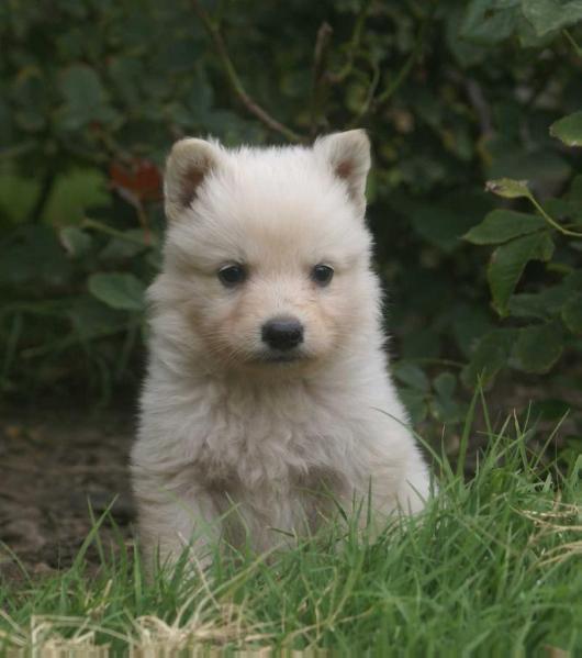 Swiss Edition Destiny | White Swiss Shepherd Dog 