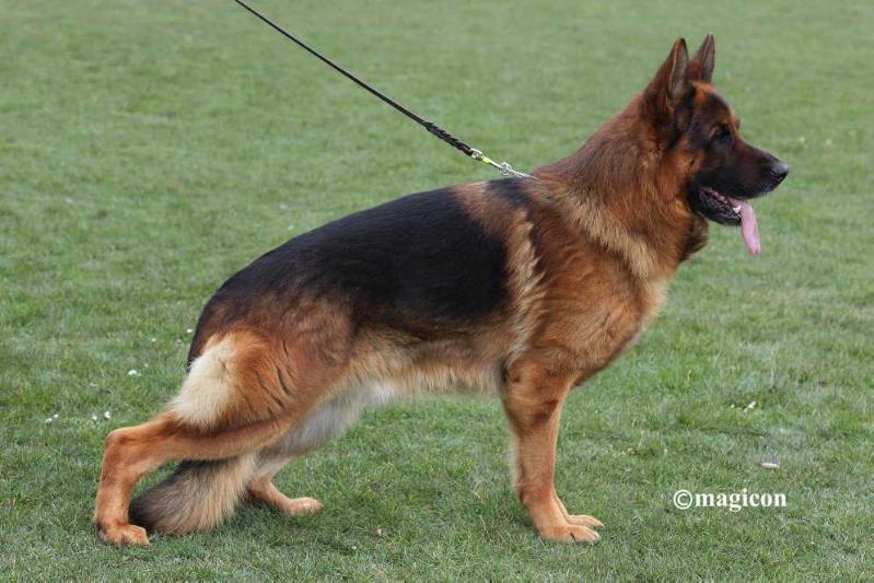 Risco vom Suentelstein | German Shepherd Dog 