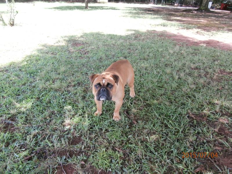 Gallants Sampson | Olde English Bulldogge 