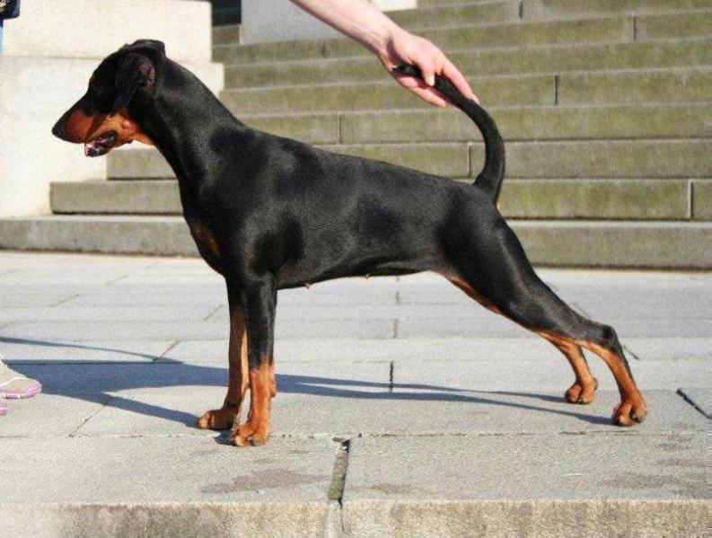 Isis nordic princess king black | German Pinscher 