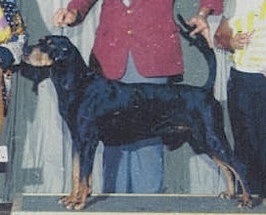 Shirtrai Clown of Corn | Black and Tan Coonhound 