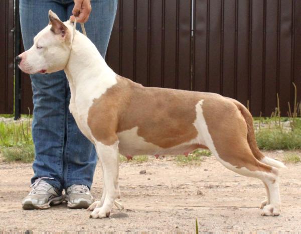 Style Smile Give Me More | American Staffordshire Terrier 