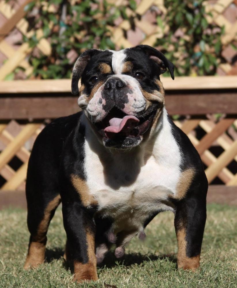 ASB’s Russia of 1BN | Olde English Bulldogge 