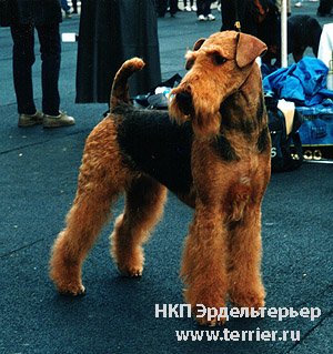 Rus Kornels Stylish Alexandra | Airedale Terrier 