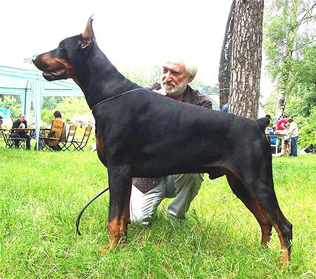 Idalgo Monty iz Zoosfery | Black Doberman Pinscher