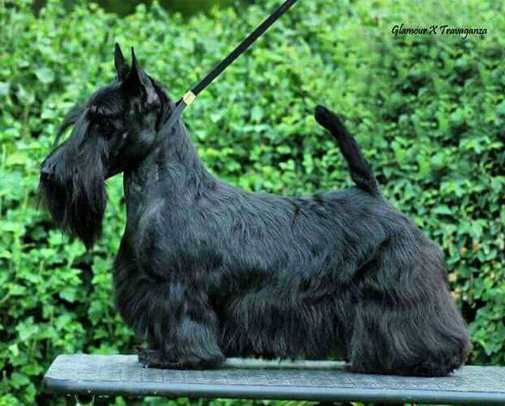 Velmond Bethany | Scottish Terrier 