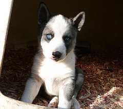 Sepp’s Maverick Of Thunderfeet | Siberian Husky 