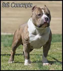 Lunar's Gatekeeper | American Pit Bull Terrier 