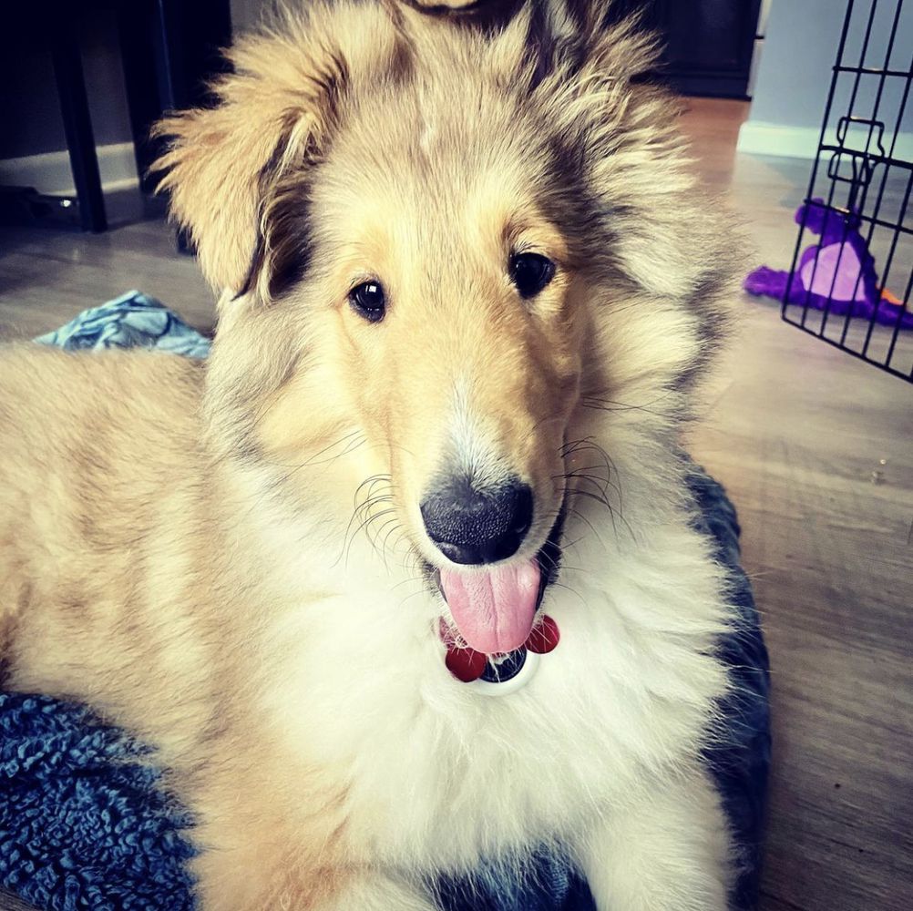 Cooper | Rough Collie 