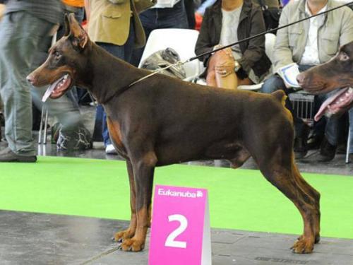 Yuvengo iz Zoosfery | Brown Doberman Pinscher