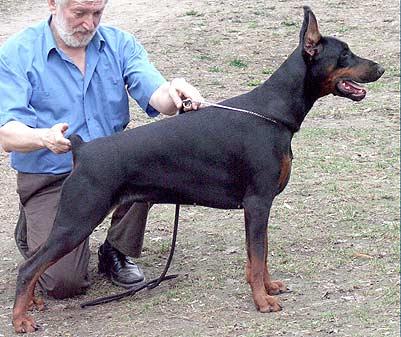 Klimentina iz Zoosfery | Black Doberman Pinscher