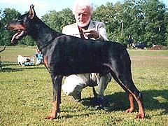 Gavrosh iz Zoosfery | Black Doberman Pinscher