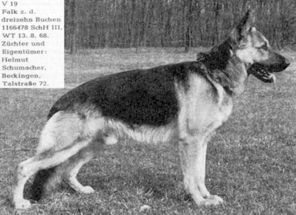 Falk zu den dreizehn Buchen | German Shepherd Dog 