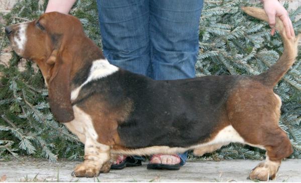 Lake Park York | Basset Hound 