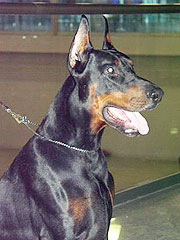 Lancelot iz Zoosfery | Black Doberman Pinscher