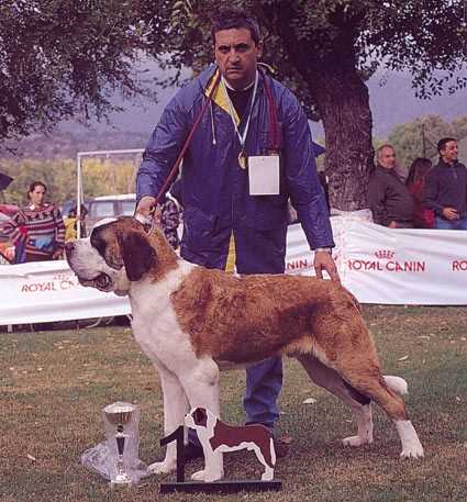 ERIC DE EL BUSGOSU | Saint Bernard 