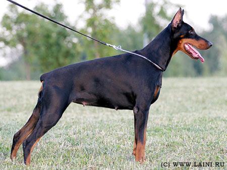 Hemela iz Zoosfery | Black Doberman Pinscher