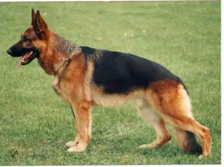 Glicko von der Kahler Heide | German Shepherd Dog 