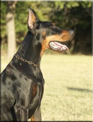 Way Out West Baruch | Black Doberman Pinscher