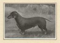 Honeystone | Dachshund 