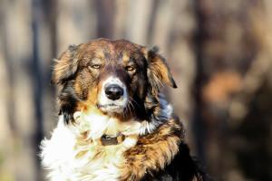 Maple Grove Farm BOO | English Shepherd 