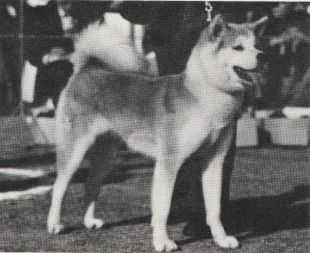 Toyo Go Takahama Sou | Akita 