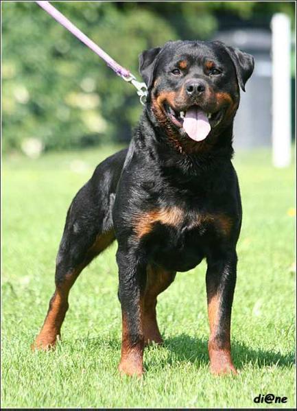 Quantos vom Oberhausener Norden | Rottweiler 
