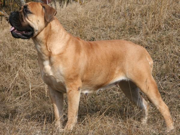 MILBU Hanna White Honey | Bullmastiff 