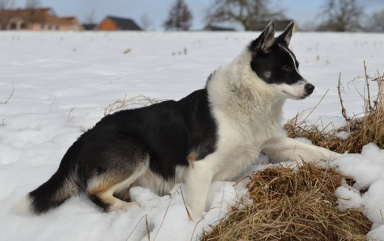 Gerplu Tása | Icelandic Sheepdog 