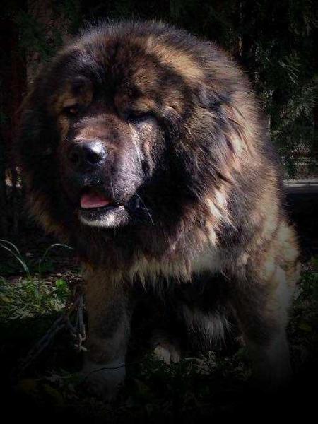 Prestizh Iz Stolitsy Sibiri (ROU) | Caucasian Mountain Dog 