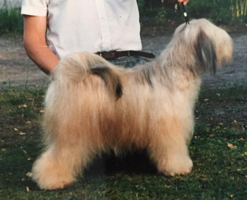 LOSANG KAMARU KARAMAIN DOLMA | Tibetan Terrier 