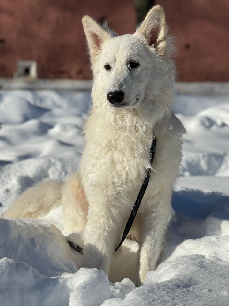 Nezhnoe Chudo Ot Big Hauz Irbis | White Swiss Shepherd Dog 