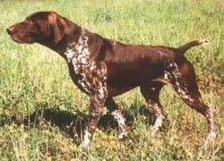 Reagge de La Haille au Loup | German Shorthaired Pointer 