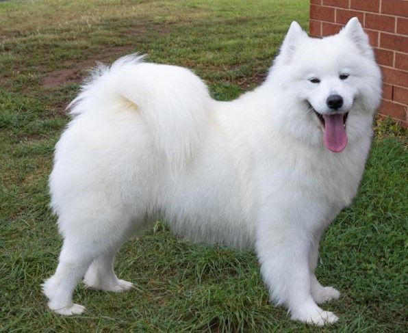 Alaskamal My Rock Princess | Samoyed 