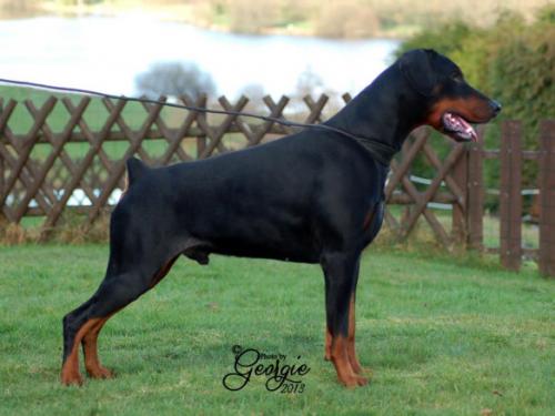 El Cid Wot a Thriller | Black Doberman Pinscher