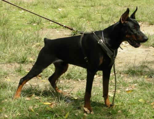 EL Diablo Wot a Thriller | Black Doberman Pinscher