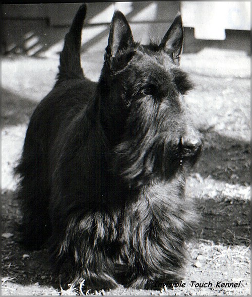 Amigo Queen's Star | Scottish Terrier 