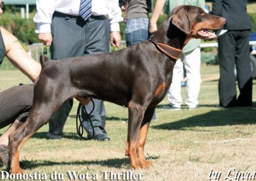 Donostia Wot a Thriller | Brown Doberman Pinscher