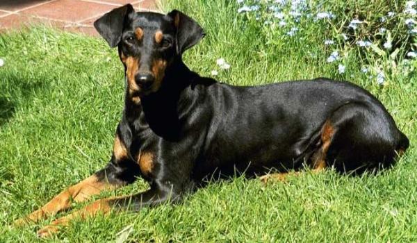 ROMY von den Haflingern | German Pinscher 